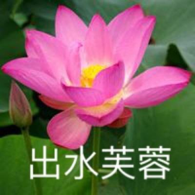 寻仙证道游戏